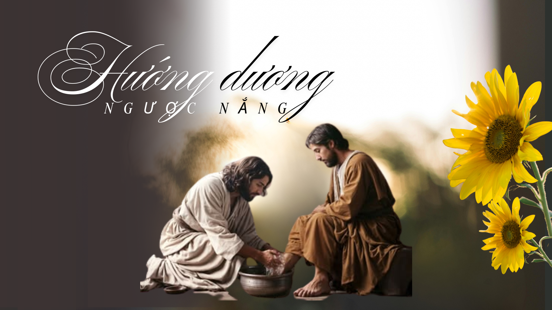 Hướng dương ngược nắng